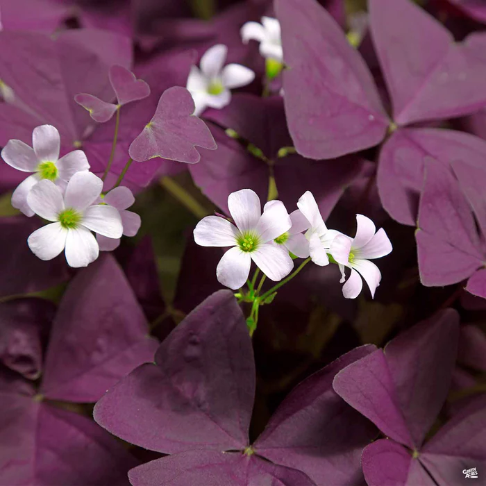 Charmed Wine Shamrock