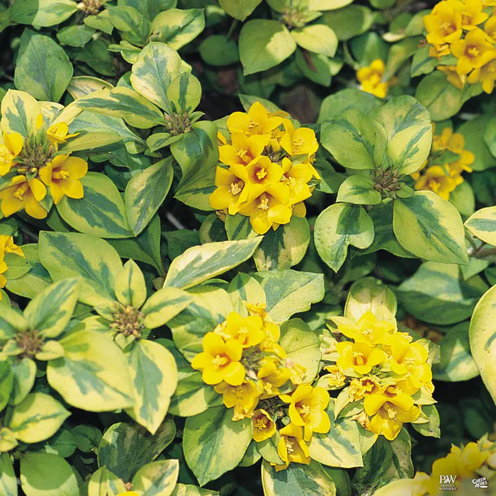 3514-lysimachia-waikiki-sunset-1.webp Lysimachia Waikiki Sunset