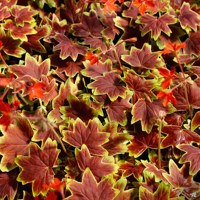 Geranium 'Vancouver Centennial'