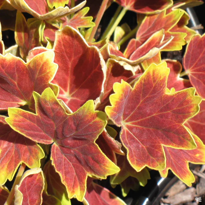 Geranium 'Vancouver Centennial'