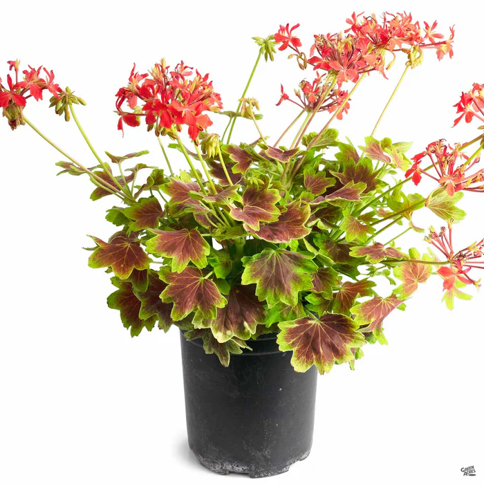 Geranium 'Vancouver Centennial'
