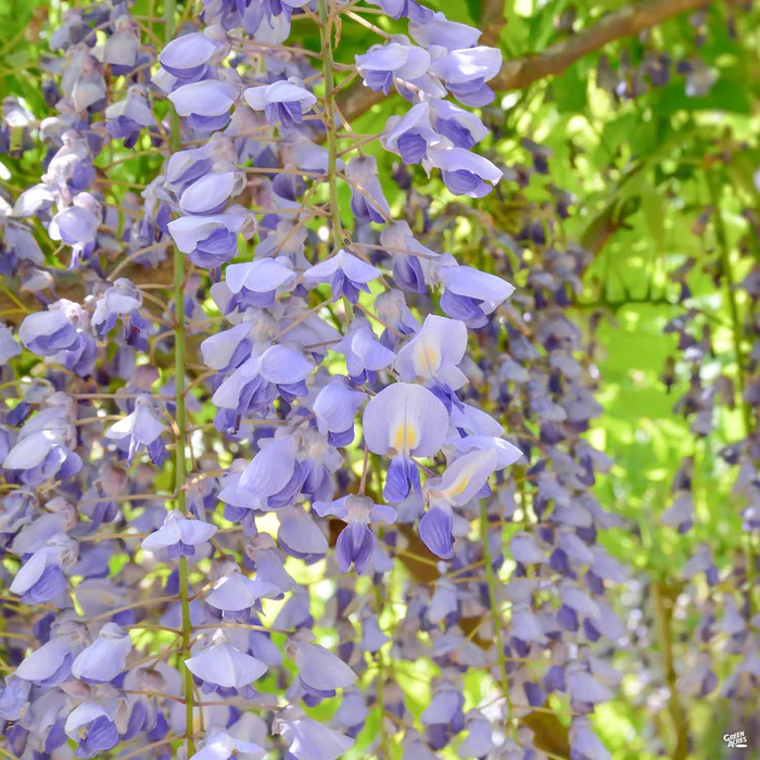 3518-wisteria-staked-1.webp Wisteria Staked