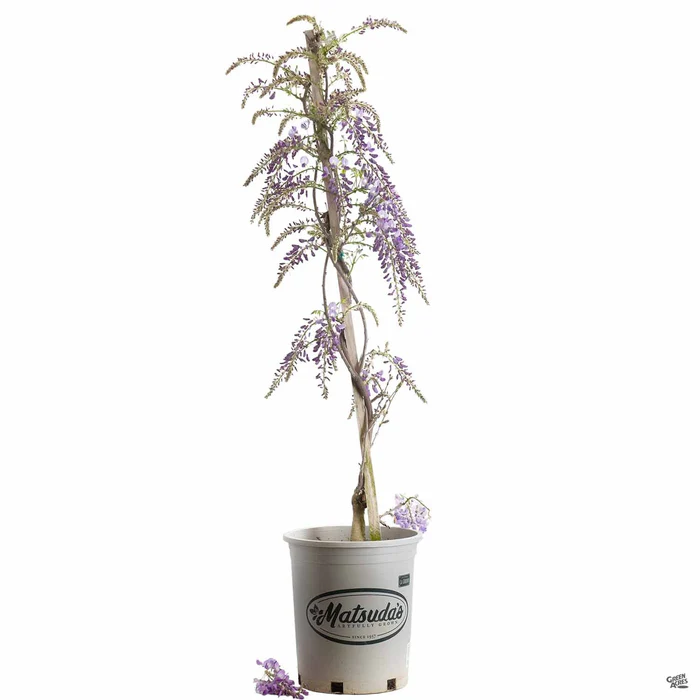 3518-wisteria-staked-2.webp Wisteria Staked