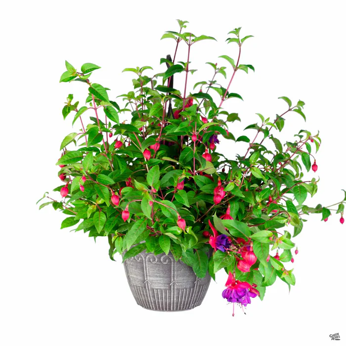3519-fuchsia-hanging-basket-2.webp Fuchsia Hanging Basket