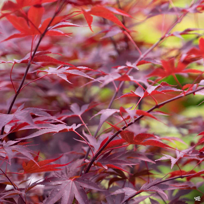 3527-japanese-maple-fireglow-1.webp Japanese Maple 'Fireglow'