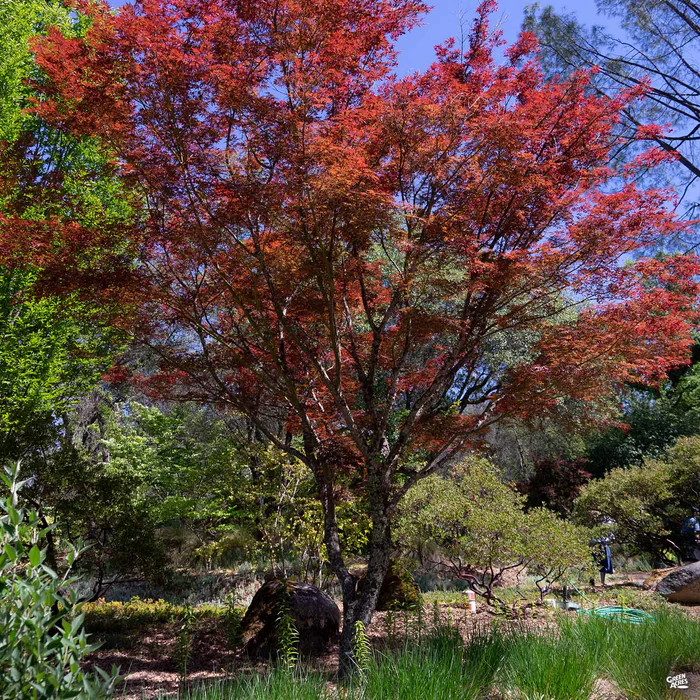 3527-japanese-maple-fireglow-2.webp Japanese Maple 'Fireglow'