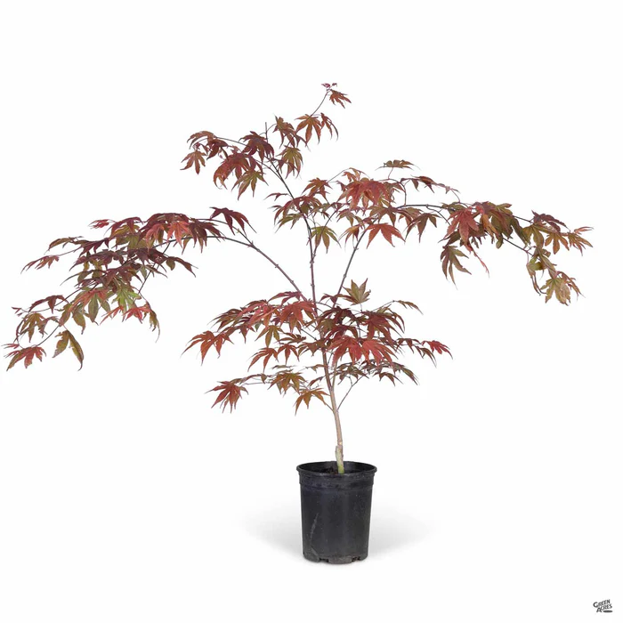 3527-japanese-maple-fireglow-3.webp Japanese Maple 'Fireglow'