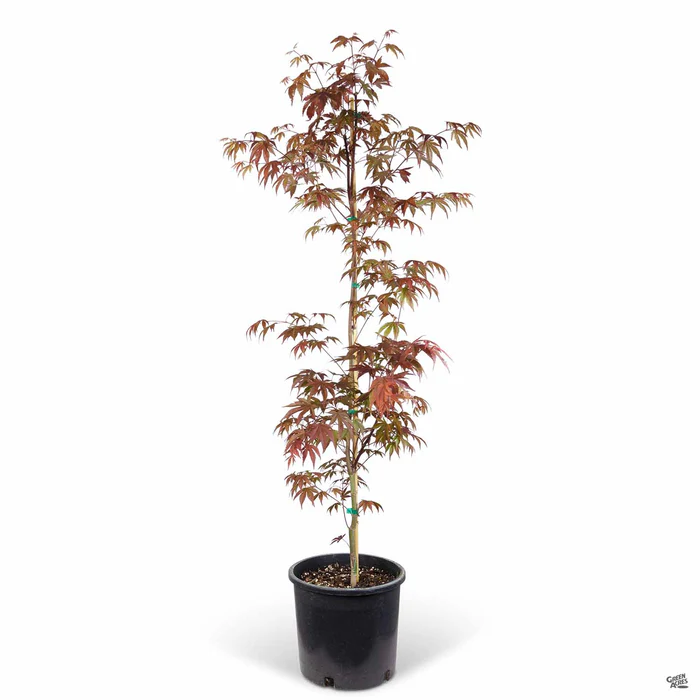 3527-japanese-maple-fireglow-4.webp Japanese Maple 'Fireglow'