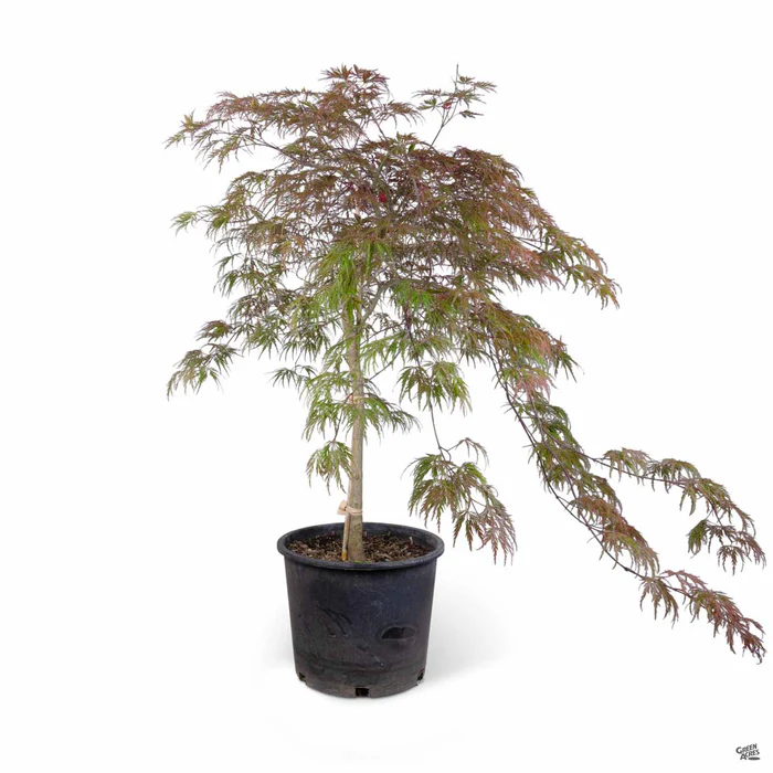 3531-japanese-maple-inaba-shidare-2.webp Japanese Maple 'Inaba Shidare'