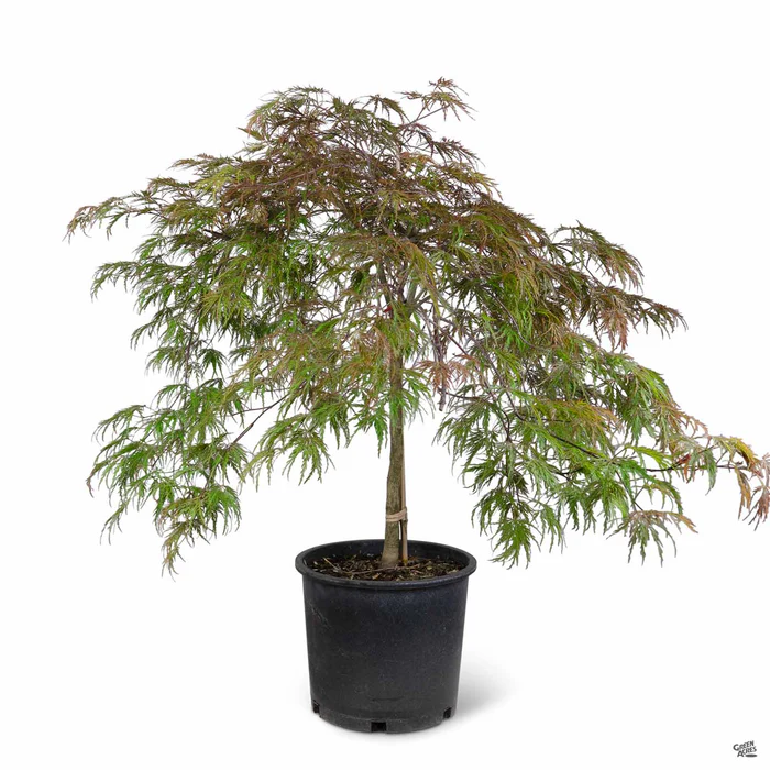 3531-japanese-maple-inaba-shidare-3.webp Japanese Maple 'Inaba Shidare'