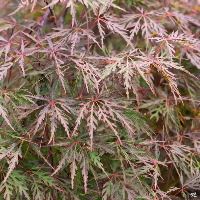 Japanese Laceleaf Maple 'Orangeola'