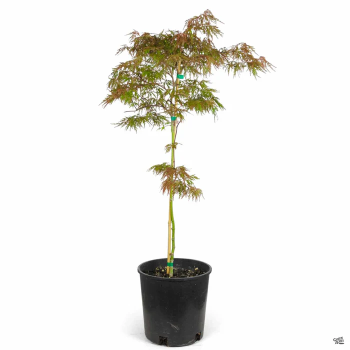 Japanese Laceleaf Maple 'Orangeola'