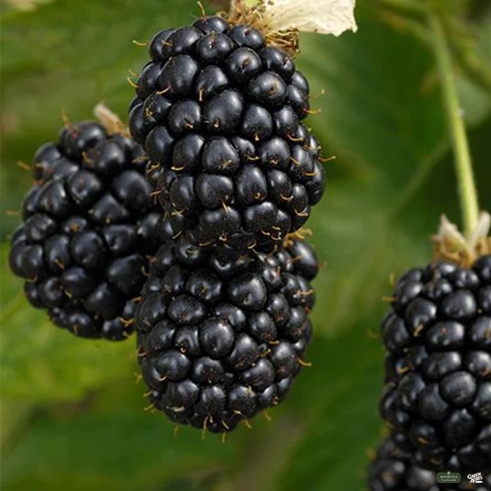Prime-Ark Freedom Blackberry
