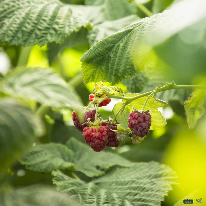 3543-canby-red-raspberry-monrovia-1.webp Canby Red Raspberry | Monrovia