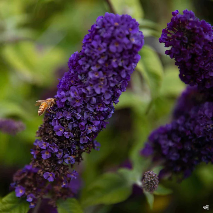 Butterfly Bush Buzz Midnight