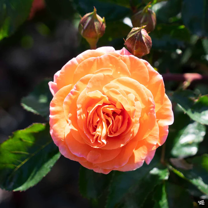 3551-mango-veranda-rose-1.webp Mango Veranda Rose