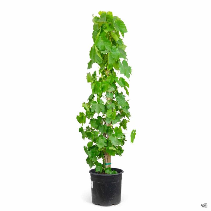Grape 'Black Monukka'