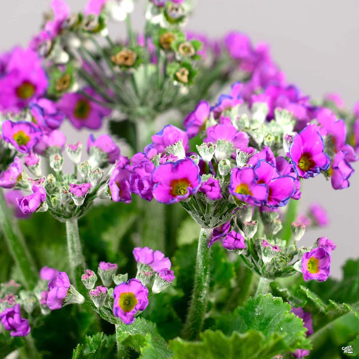 Primrose