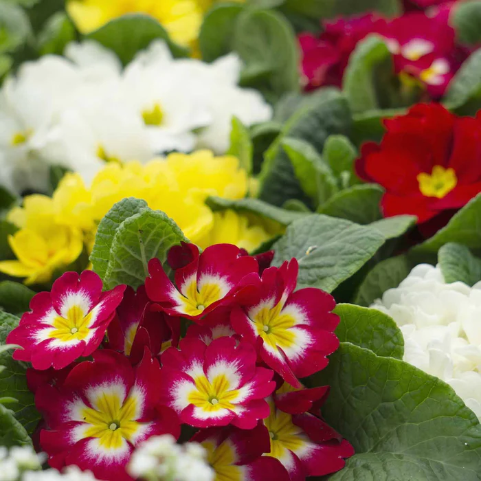 Primrose