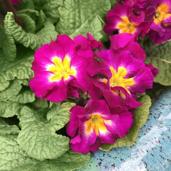 Primrose