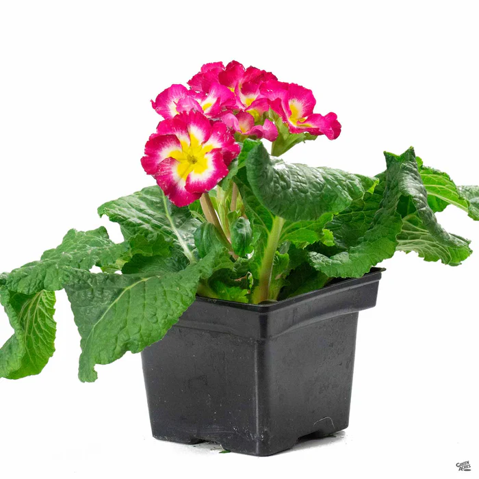 Primrose