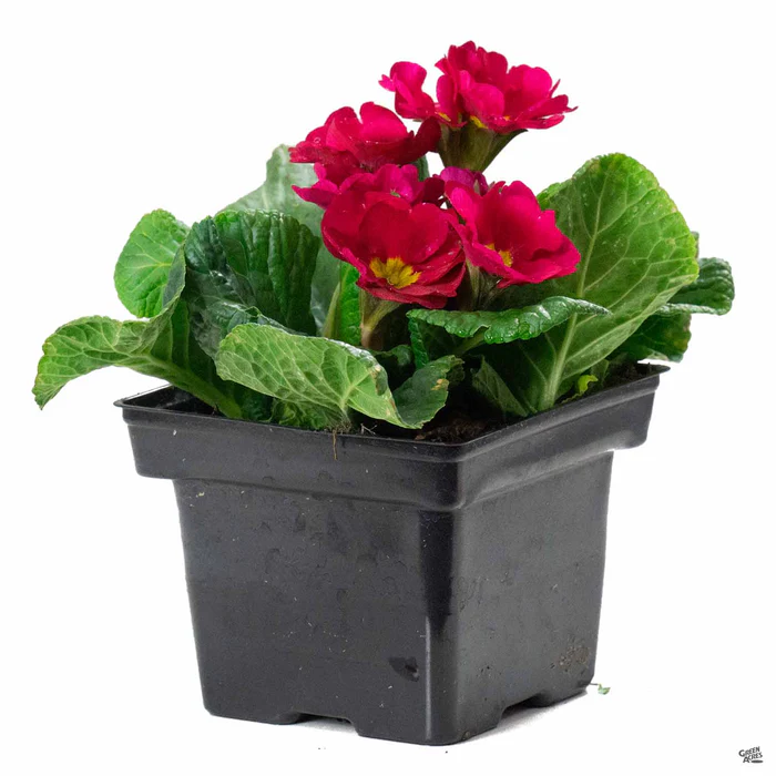Primrose