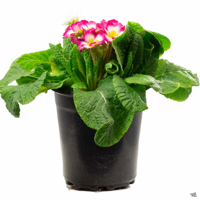 Primrose