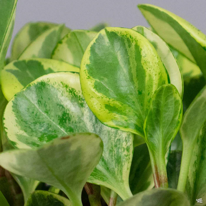 Peperomia 'Golden Gate'