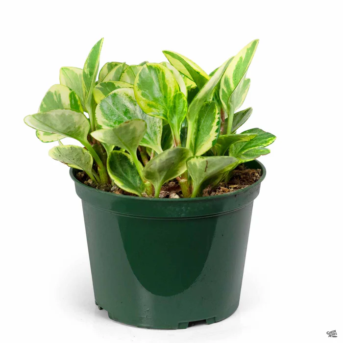 3629-peperomia-golden-gate-3.webp Peperomia 'Golden Gate'