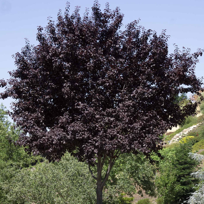 Flowering Plum 'Krauter Vesuvius'