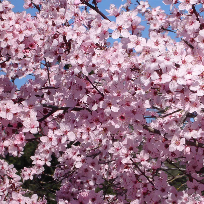 Flowering Plum 'Krauter Vesuvius'