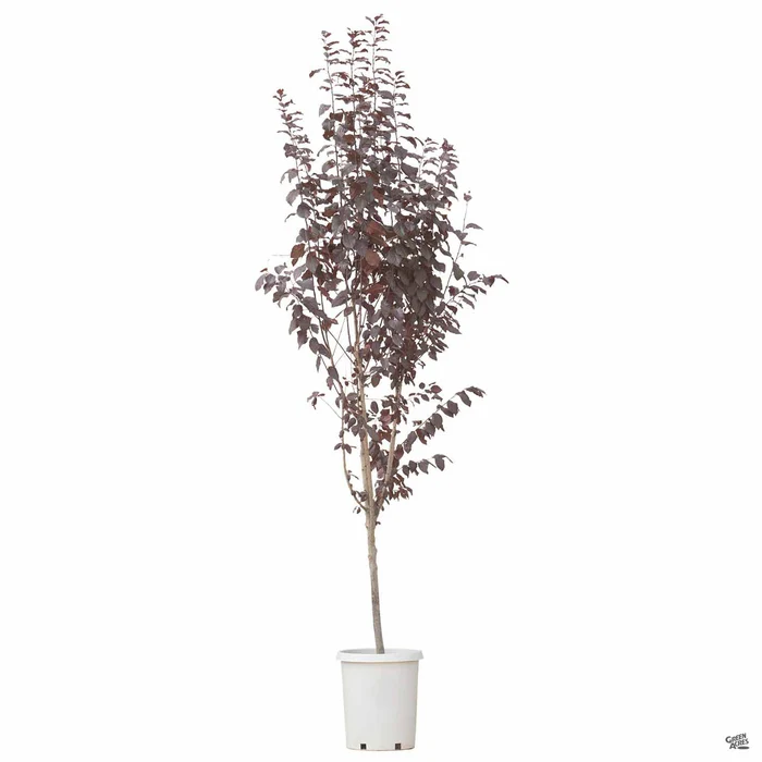 Flowering Plum 'Krauter Vesuvius'