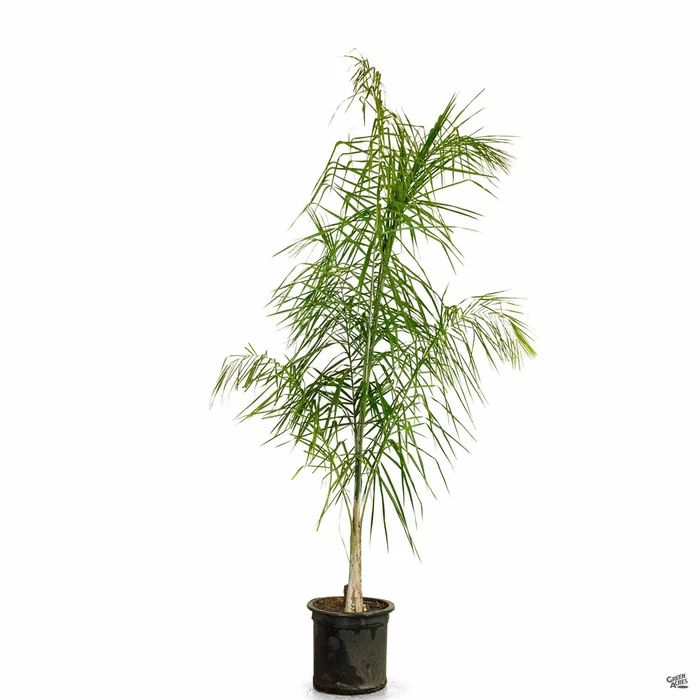 Queen Palm