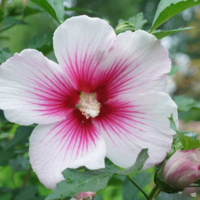 Paraplu Pink Ink Rose of Sharon
