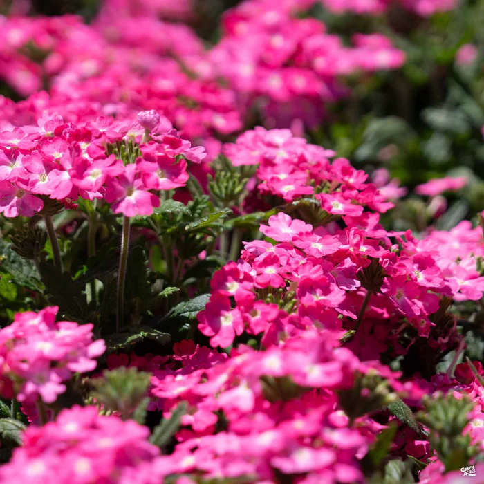 3664-cadet-verbena-1.webp Cadet Verbena