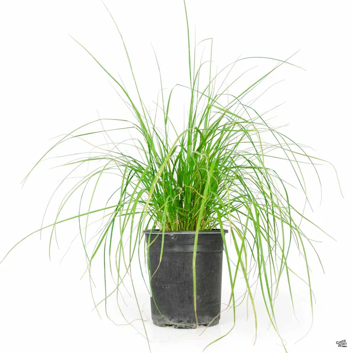 Deer Grass