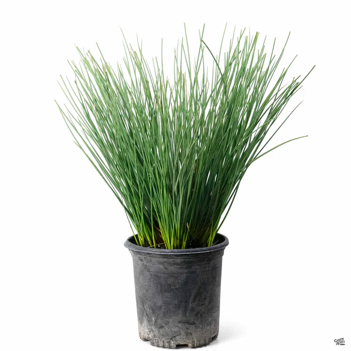3668-california-gray-rush-1.webp California Gray Rush