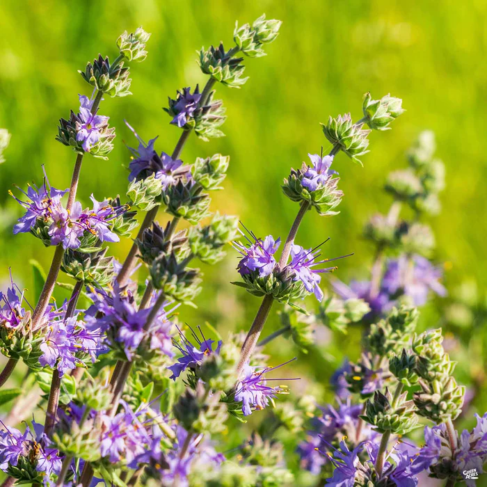 3669-cleveland-sage-1.webp Cleveland Sage