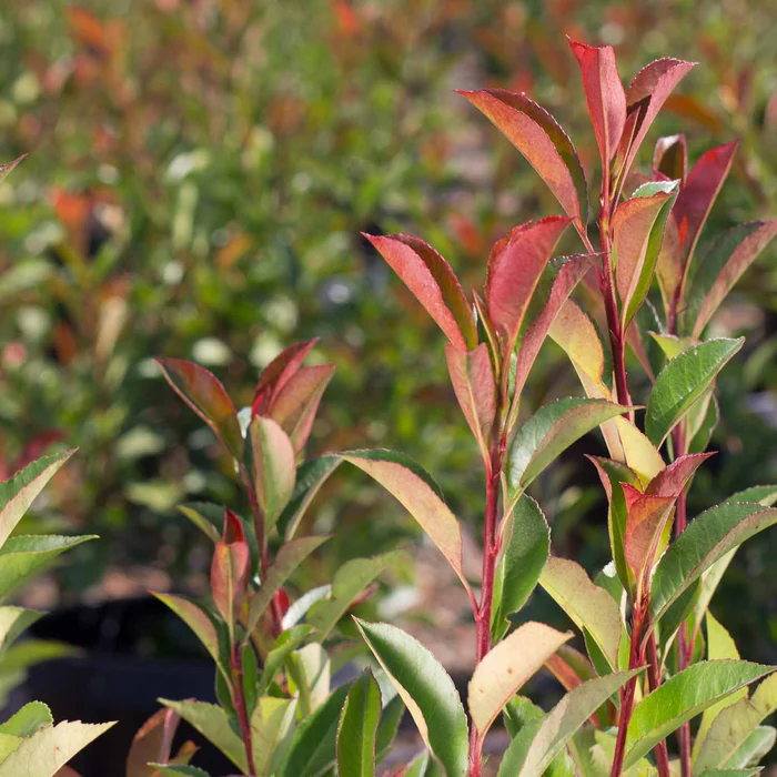 Red Tip Photinia Standard Trunk
