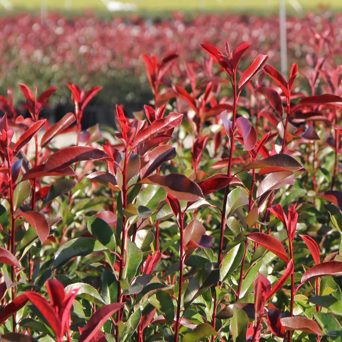 Red Tip Photinia Standard Trunk