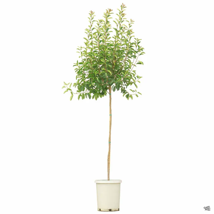 Red Tip Photinia Standard Trunk
