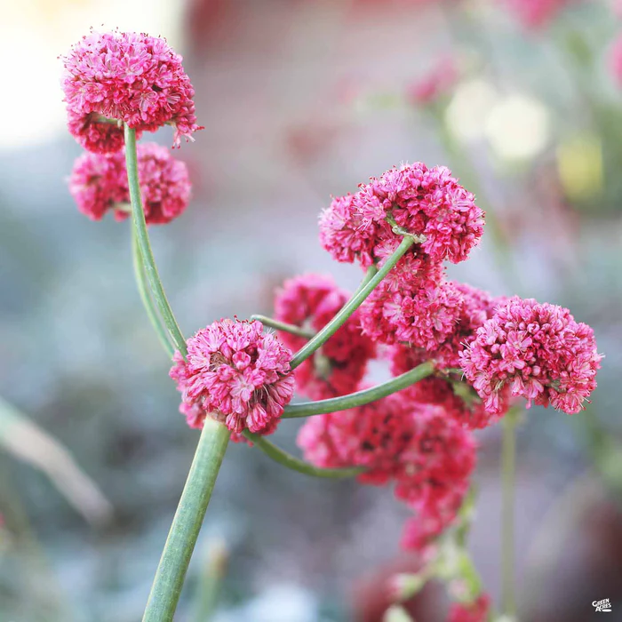 3670-california-red-buckwheat-1.webp California Red Buckwheat