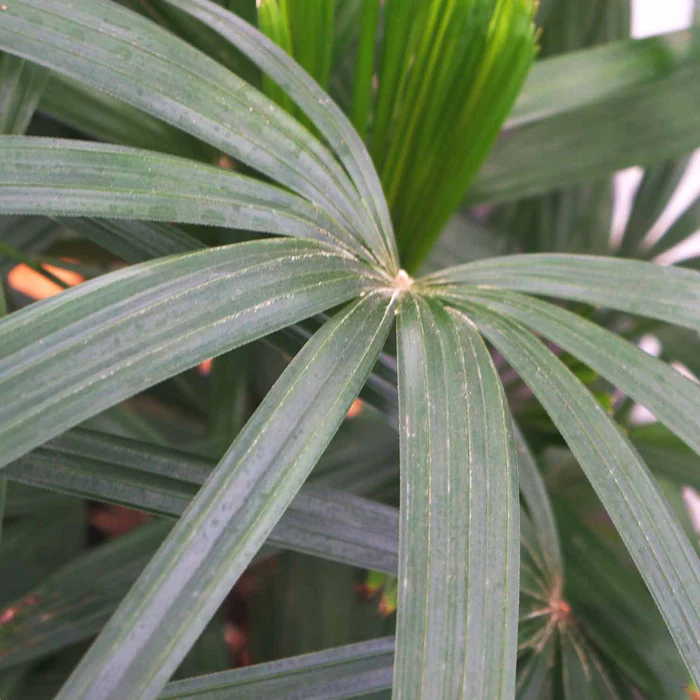 368-lady-palm-1.webp Lady Palm