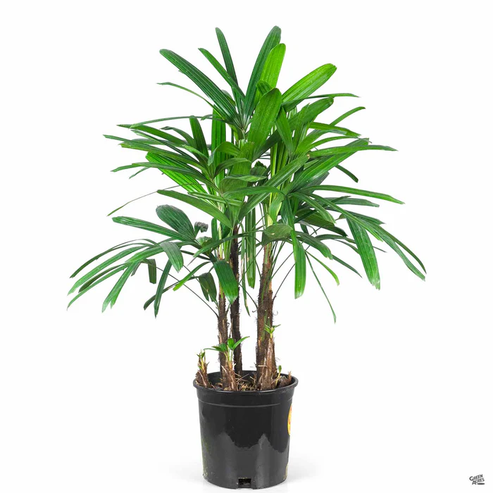 368-lady-palm-2.webp Lady Palm