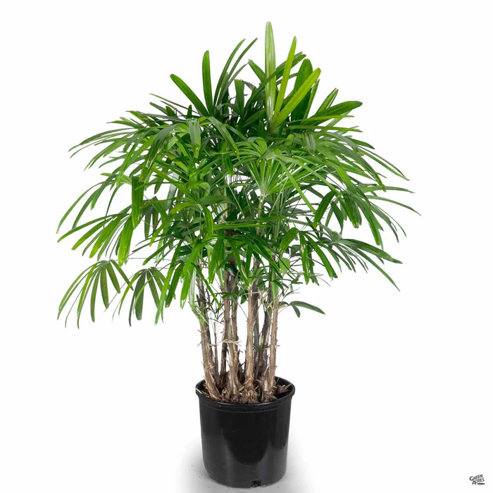 368-lady-palm-3.webp Lady Palm