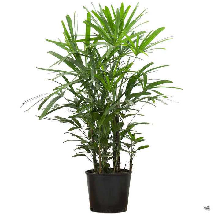 368-lady-palm-4.webp Lady Palm