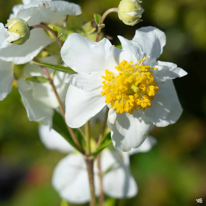 Bush Anemone 'Elizabeth'