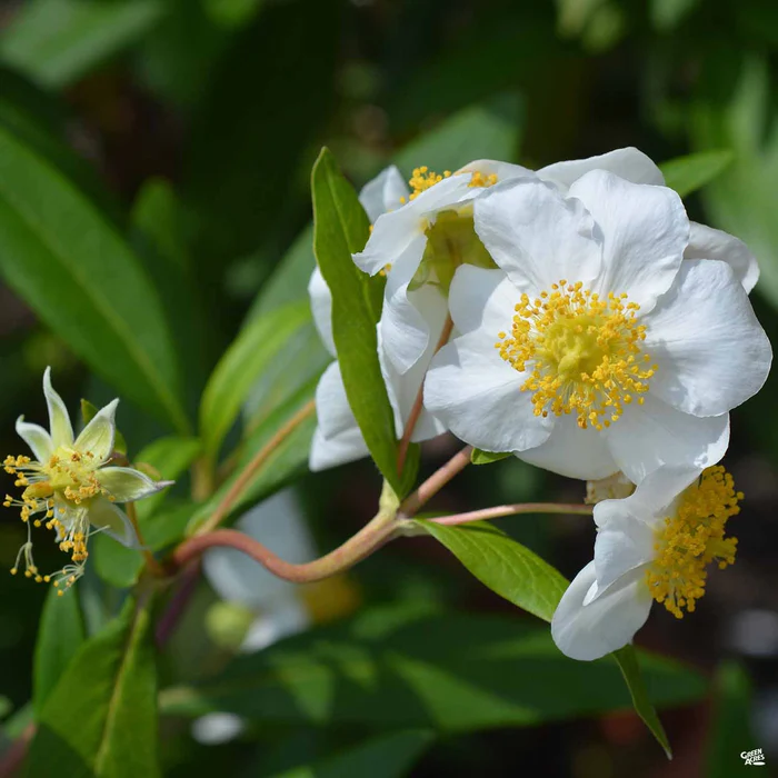 Bush Anemone 'Elizabeth'