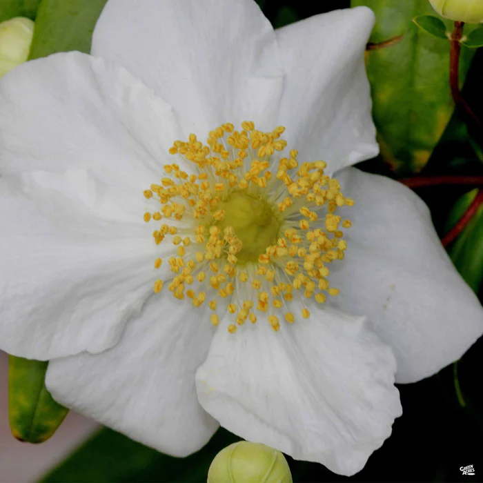 Bush Anemone 'Elizabeth'