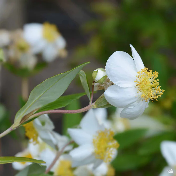 Bush Anemone 'Elizabeth'